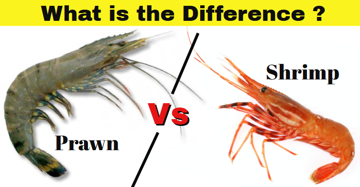 Prawns vs Shrimp: What's the Difference?